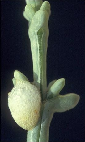 manna Sinai Anabasis setifera Avinoam Danin 5.7.7 1968